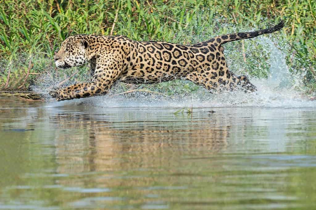 Once you get to know the key identifying features between jaguars (pictured above) and leopards, you can tell them apart.