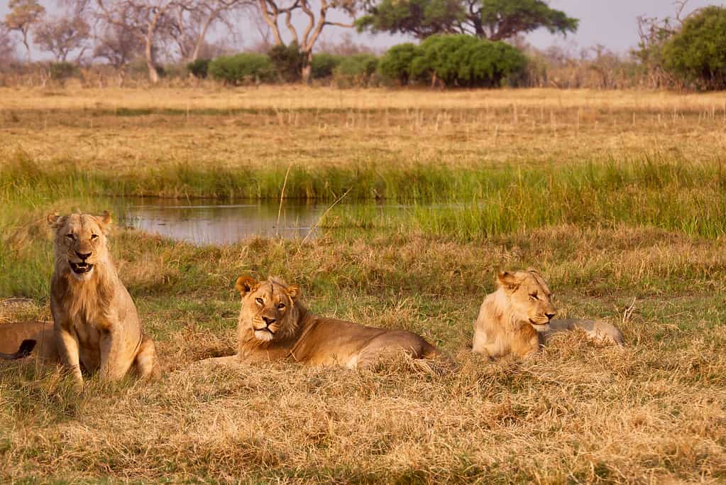 Three young lion brothers who are still growing their manes, relax beside a water hole in Botswana, with golden hour light. Forming coalition among brothers is how they’ll take over a pride of their own one day!