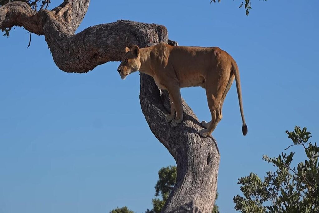Lioness digging into a tree to reach a hidden leopard cub in Botswana