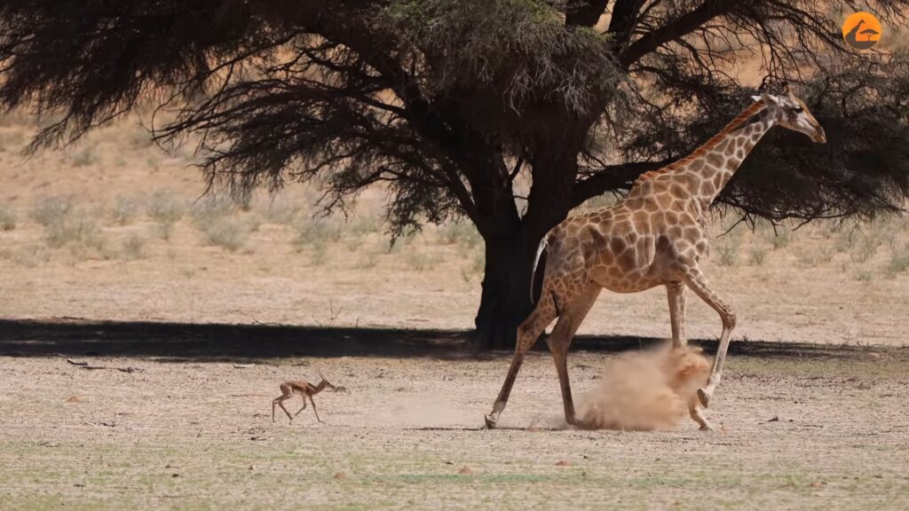 Newborn springbok calf following a giraffe in Kgalagadi Transfrontier Park