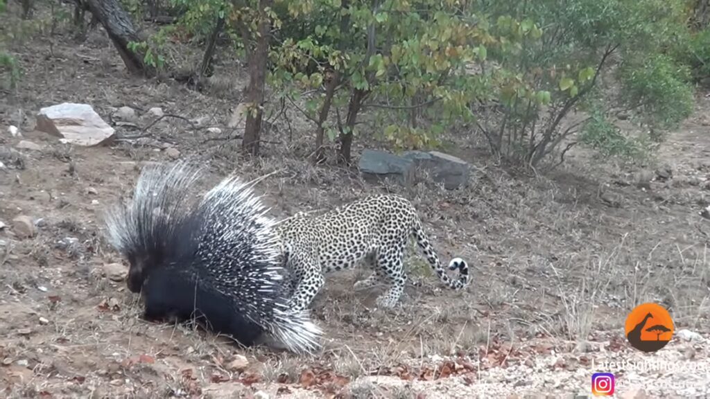 Young leopard facing a Cape porcupine in Kruger National Park