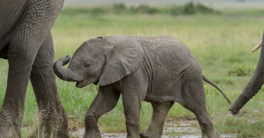 A tiny elephant follows its mother through the grasslands.