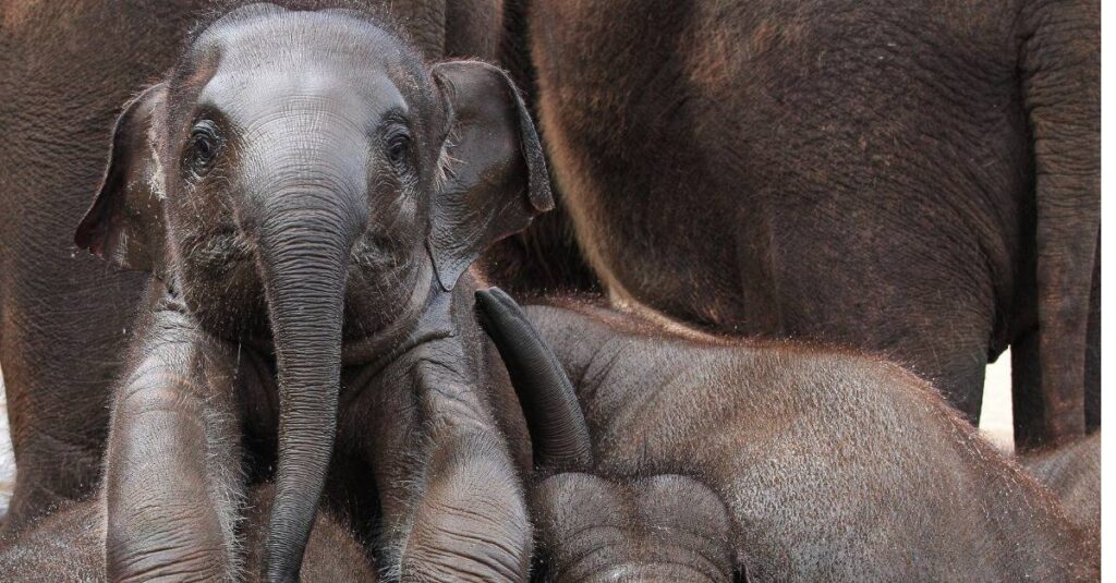 Elephant calves suck their trunks for comfort.