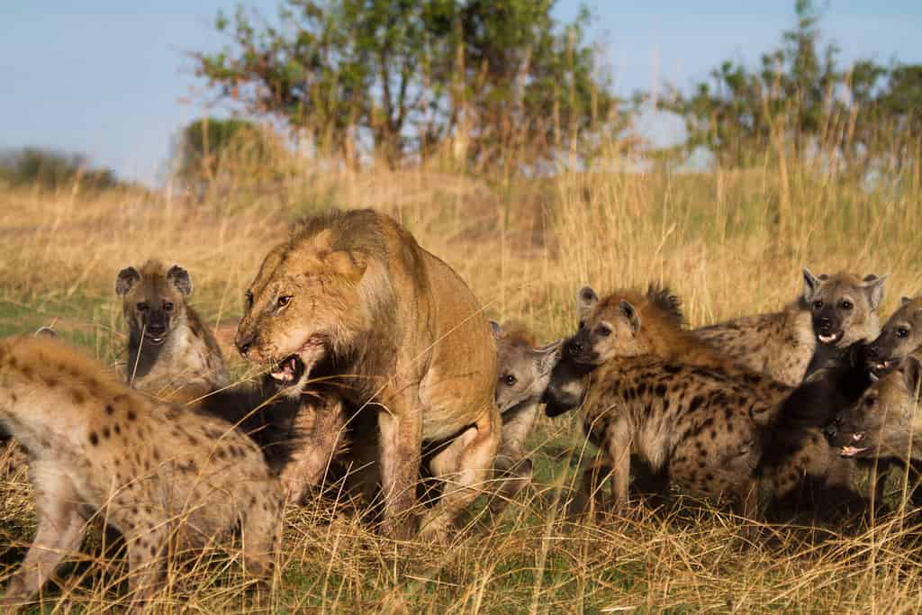 A single lion can sometimes drive off several hyenas, but outcomes depend on the number of hyenas present and whether other lions are nearby.