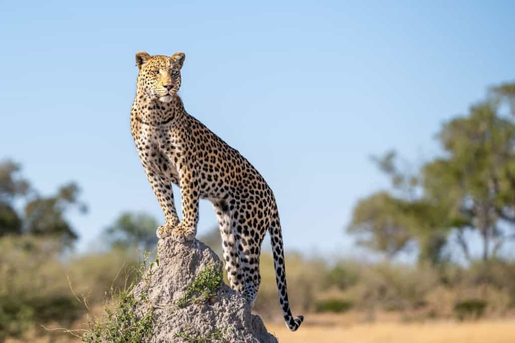 Leopards are a wide-ranging member of the big cats with a geographic span across much of Africa and Asia.