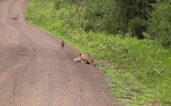 Baby warthog piglet dodging lionesses on a road
