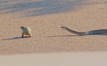 African bullfrog battling a boomslang snake on a road in Kruger National Park