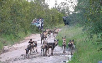 African wild dogs fleeing three lions at MalaMala Game Reserve