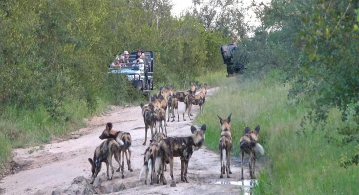 African wild dogs fleeing three lions at MalaMala Game Reserve