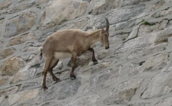 Alpine ibex climbing the near-vertical Cingino Dam in Italy
