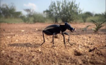 Bombardier beetle spraying hot chemical defense from its rear