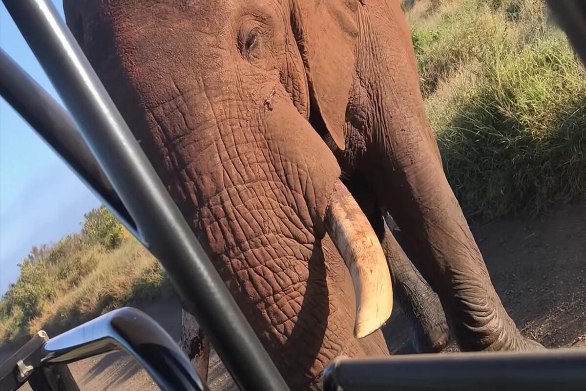 Elephant bull attacking a safari vehicle in Kruger National Park