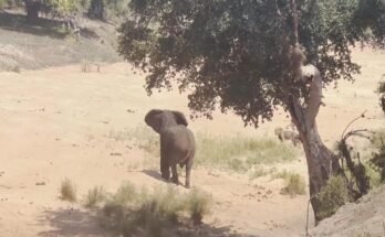 Elephant chasing lions away from a shady resting spot
