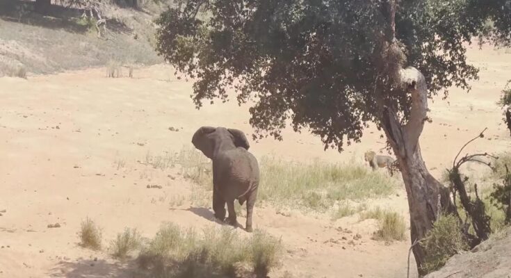 Elephant chasing lions away from a shady resting spot