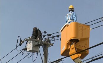 Escaped chimpanzee Chacha swinging from power lines in Japan