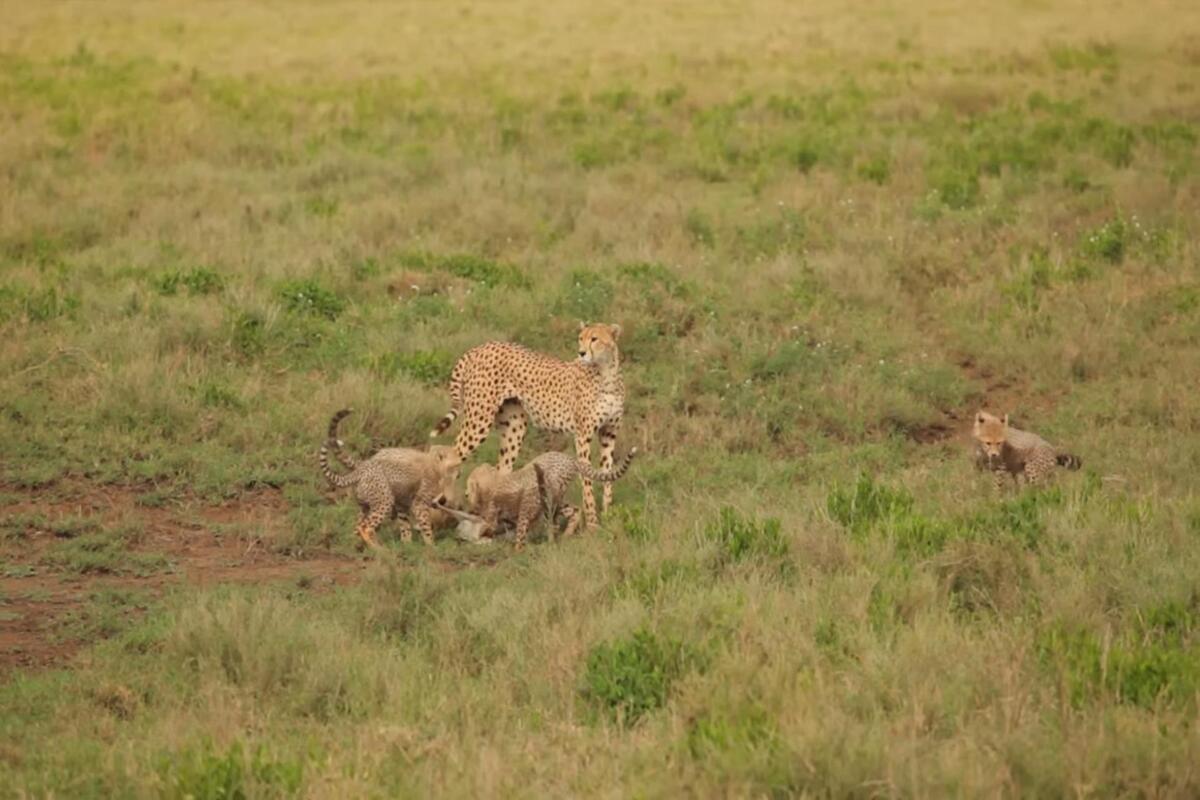 Five young cheetah cubs chasing a baby buck in the Serengeti