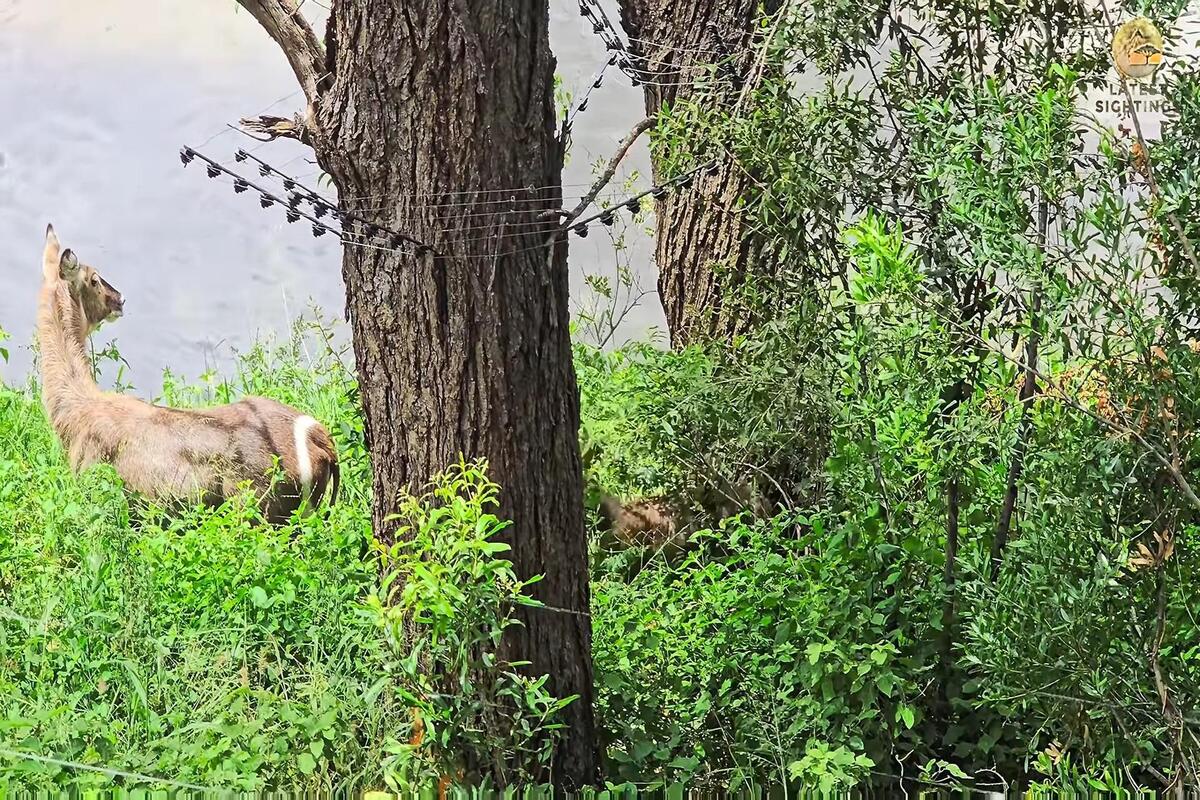 Hippo approaching crocodile as a baby waterbuck escapes in Kruger National Park