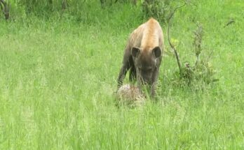 Hyena attacking a pangolin covered in protective scales