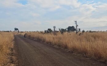 Hyena running from two male lions on a road in Kruger National Park