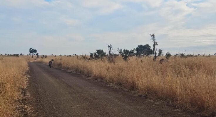 Hyena running from two male lions on a road in Kruger National Park