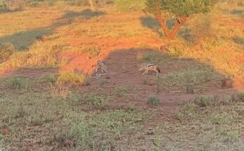 Large python confronting two jackals in Kruger National Park