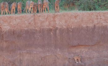 Lion cub escaping crocodiles and hippos beside the Luangwa River