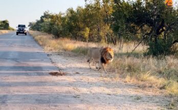 Male lion approaching sleeping hyena cubs at their den in Kruger National Park