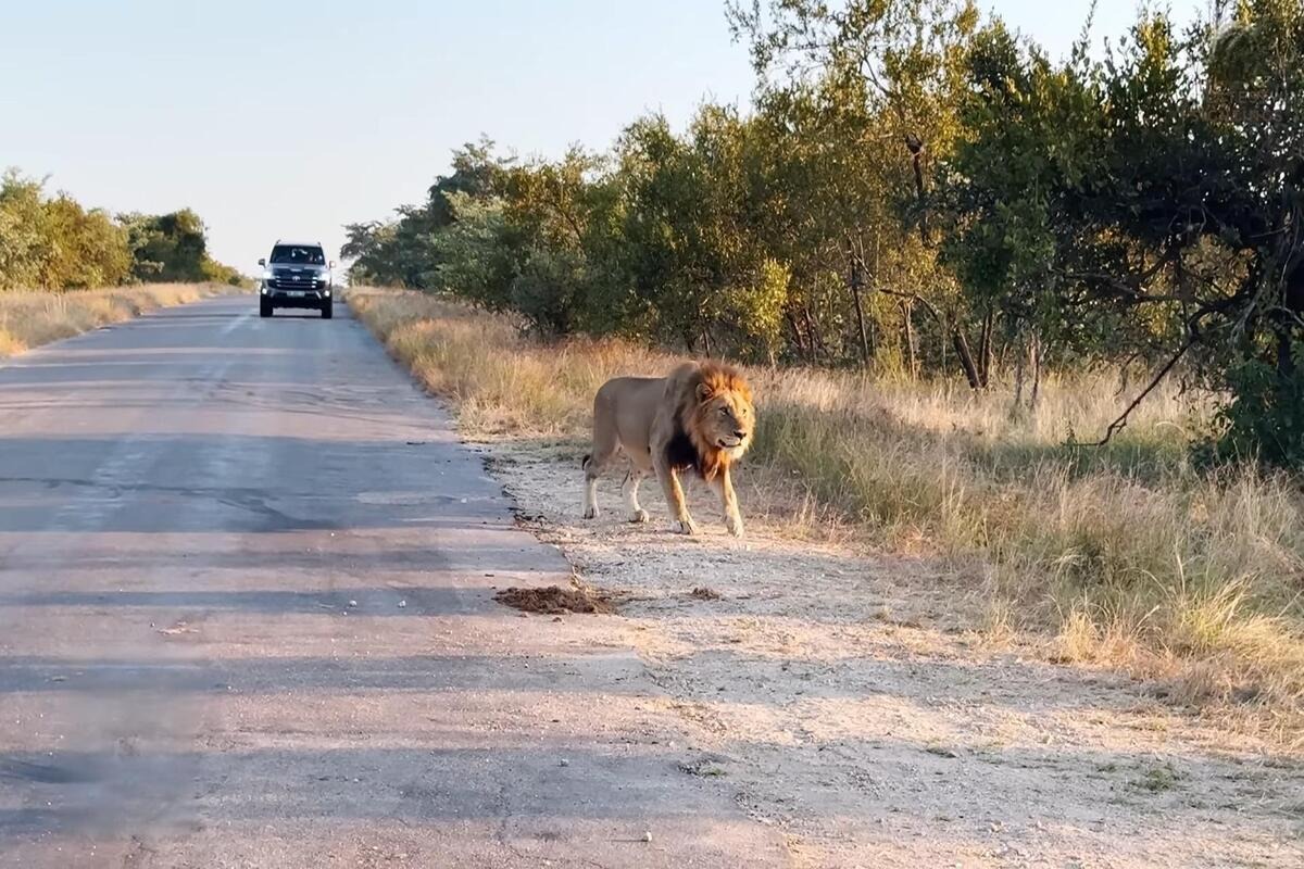 Male lion approaching sleeping hyena cubs at their den in Kruger National Park
