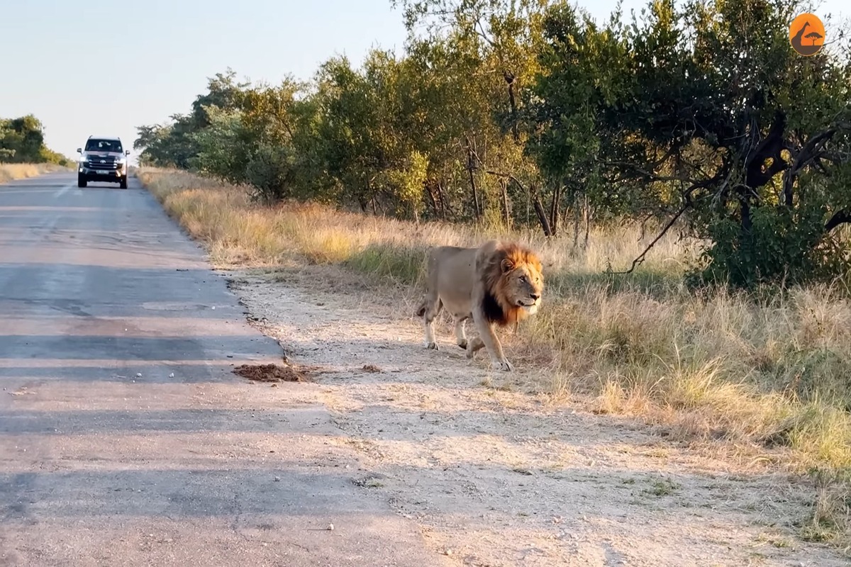Male lion approaching sleeping hyena cubs at their den in Kruger National Park