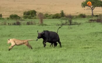 Mother African buffalo defending her baby calf from lions in the Masai Mara
