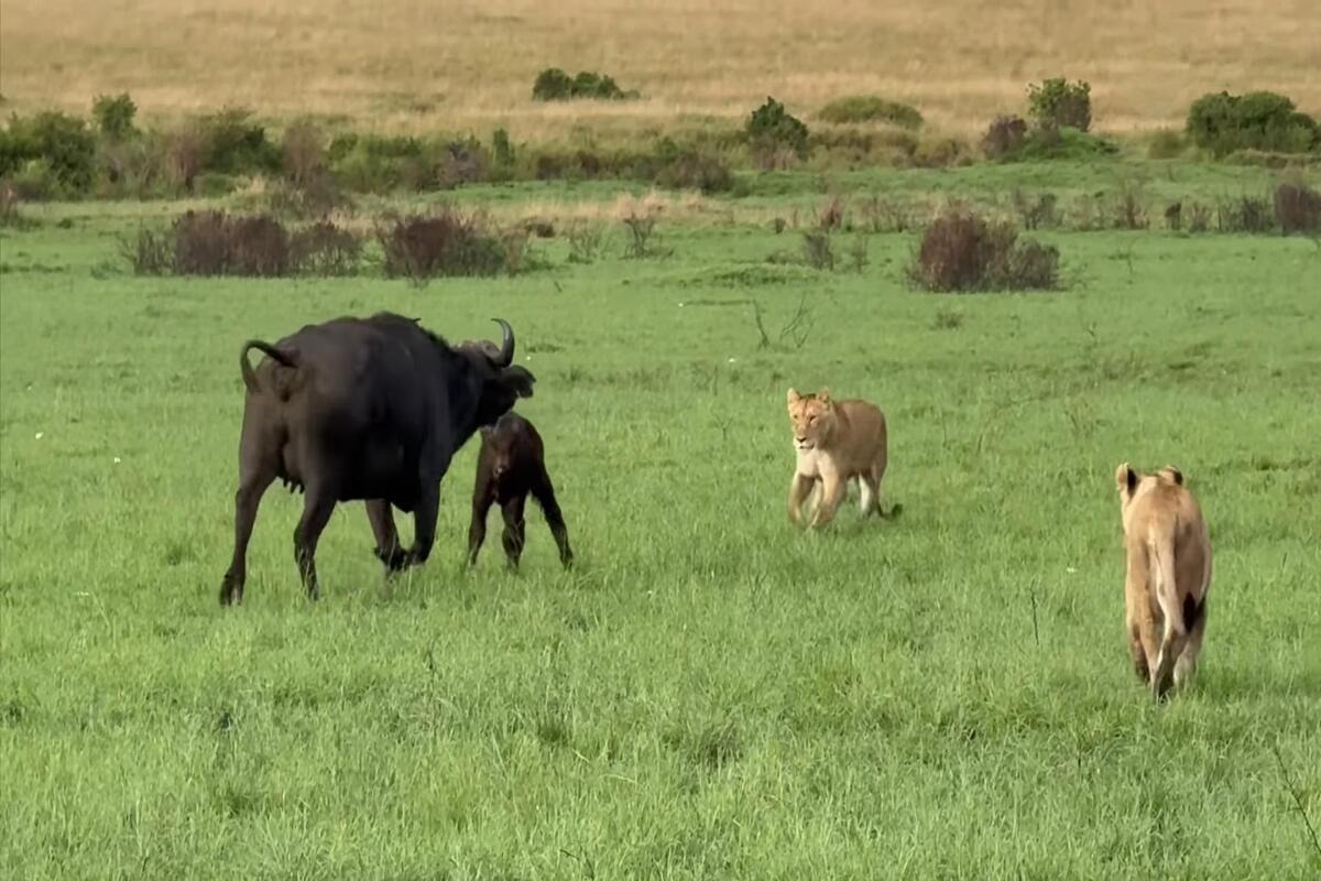 Mother African buffalo defending her baby calf from lions in the Masai Mara