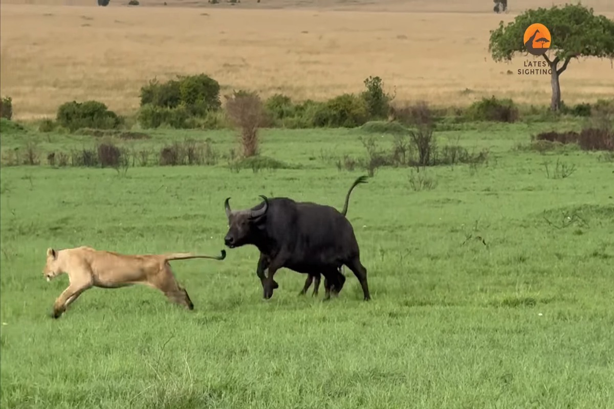 Mother African buffalo defending her baby calf from lions in the Masai Mara
