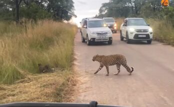 Mother leopard returning with her cub to find a missing leopard cub