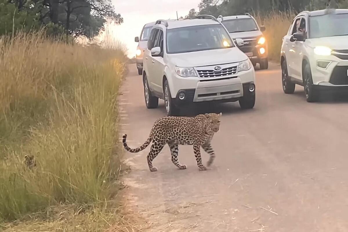 Mother leopard returning with her cub to find a missing leopard cub