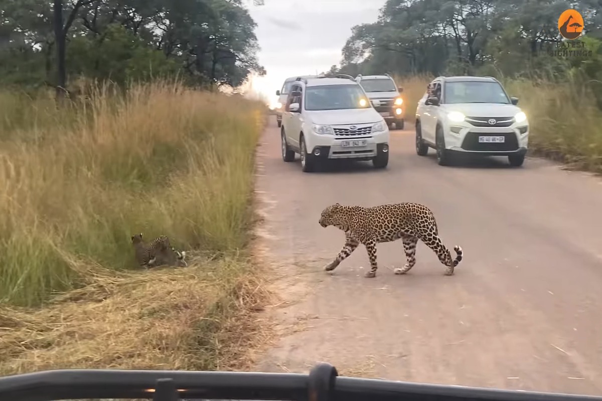 Mother leopard returning with her cub to find a missing leopard cub