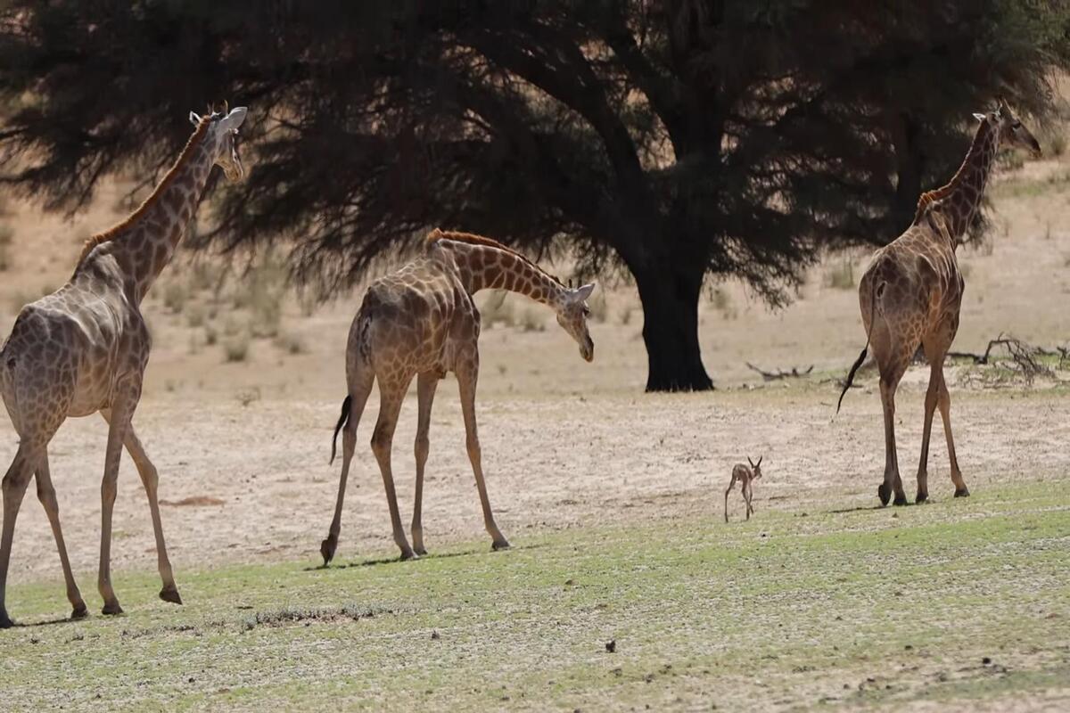 Newborn springbok calf following a giraffe in Kgalagadi Transfrontier Park