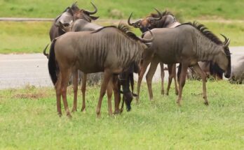 Newborn wildebeest calf taking its first steps after birth
