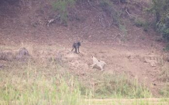 Old baboon surrounded by lions at MalaMala Game Reserve