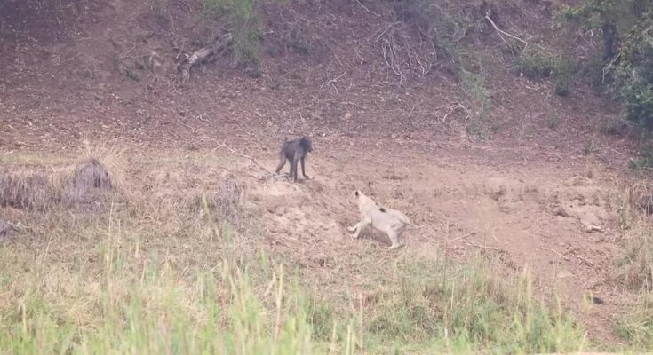 Old baboon surrounded by lions at MalaMala Game Reserve