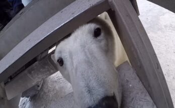 Curious polar bear approaching a person near Churchill Canada