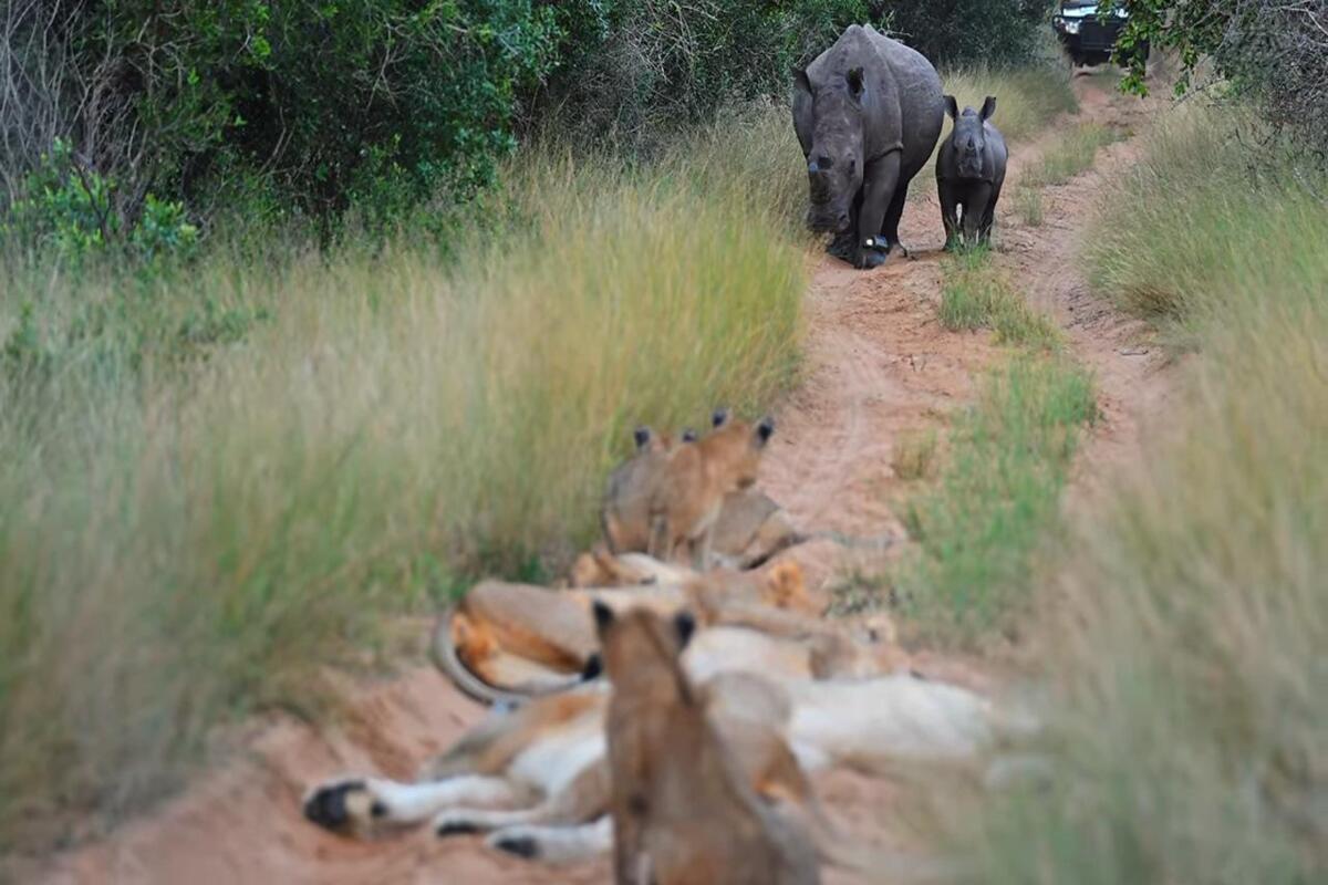 Rhino baby and mother approach a pride of lions on a road