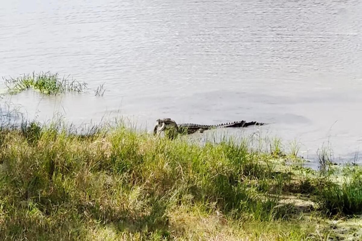 Southern African rock python fighting to escape a Nile crocodile in Kruger National Park