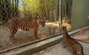 Sumatran tiger cubs Spot and Stripe meeting adult tiger Maneki