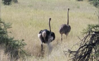 Three cheetahs chasing an adult ostrich across the African savanna