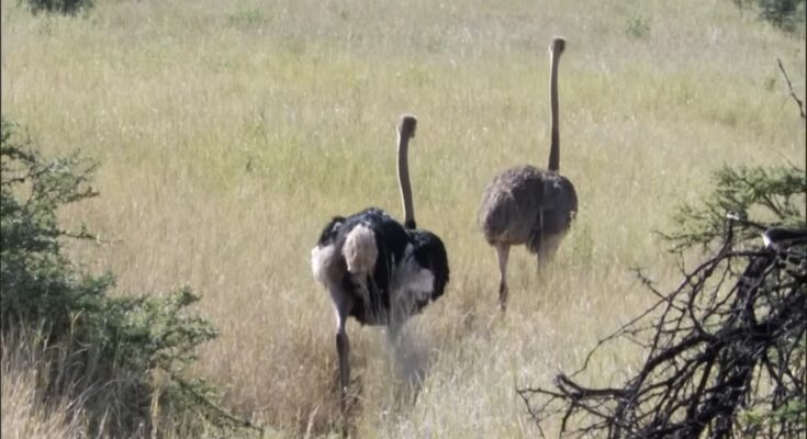 Three cheetahs chasing an adult ostrich across the African savanna