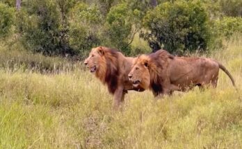 Three male lions approaching an injured buffalo in a muddy wallow
