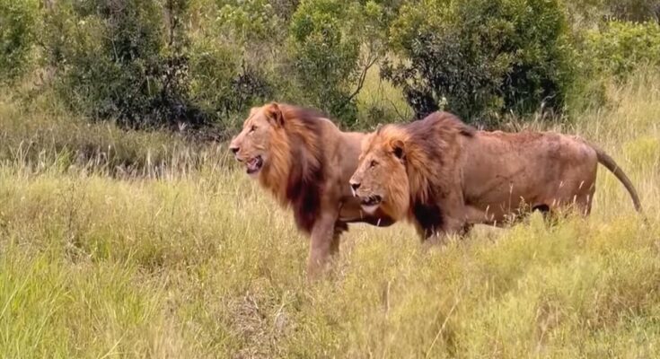 Three male lions approaching an injured buffalo in a muddy wallow