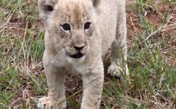 Tiny lion cub calling for its mother at Pilanesberg Game Reserve
