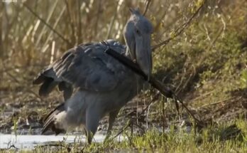 Top 5 David Attenborough wildlife moments featuring amazing animals