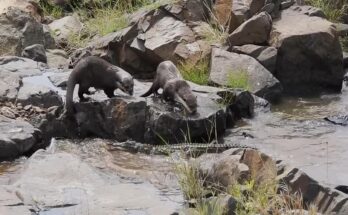 Two otters bite a crocodile's tail while fishing near Kruger's H10 Bridge, triggering a dramatic confrontation with the huge reptile.